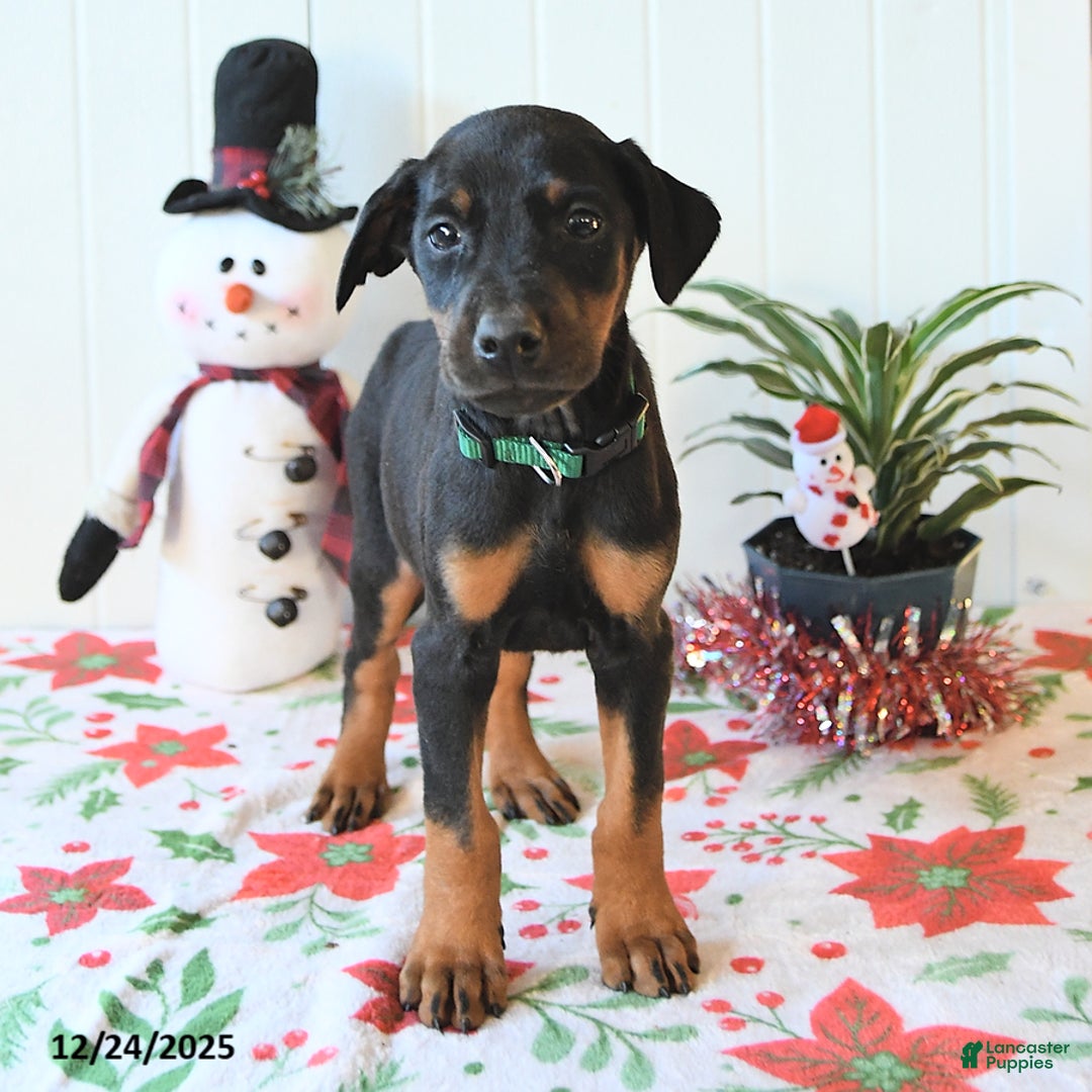 Doberman Pinscher dogs for sale: Bear - Ad 4