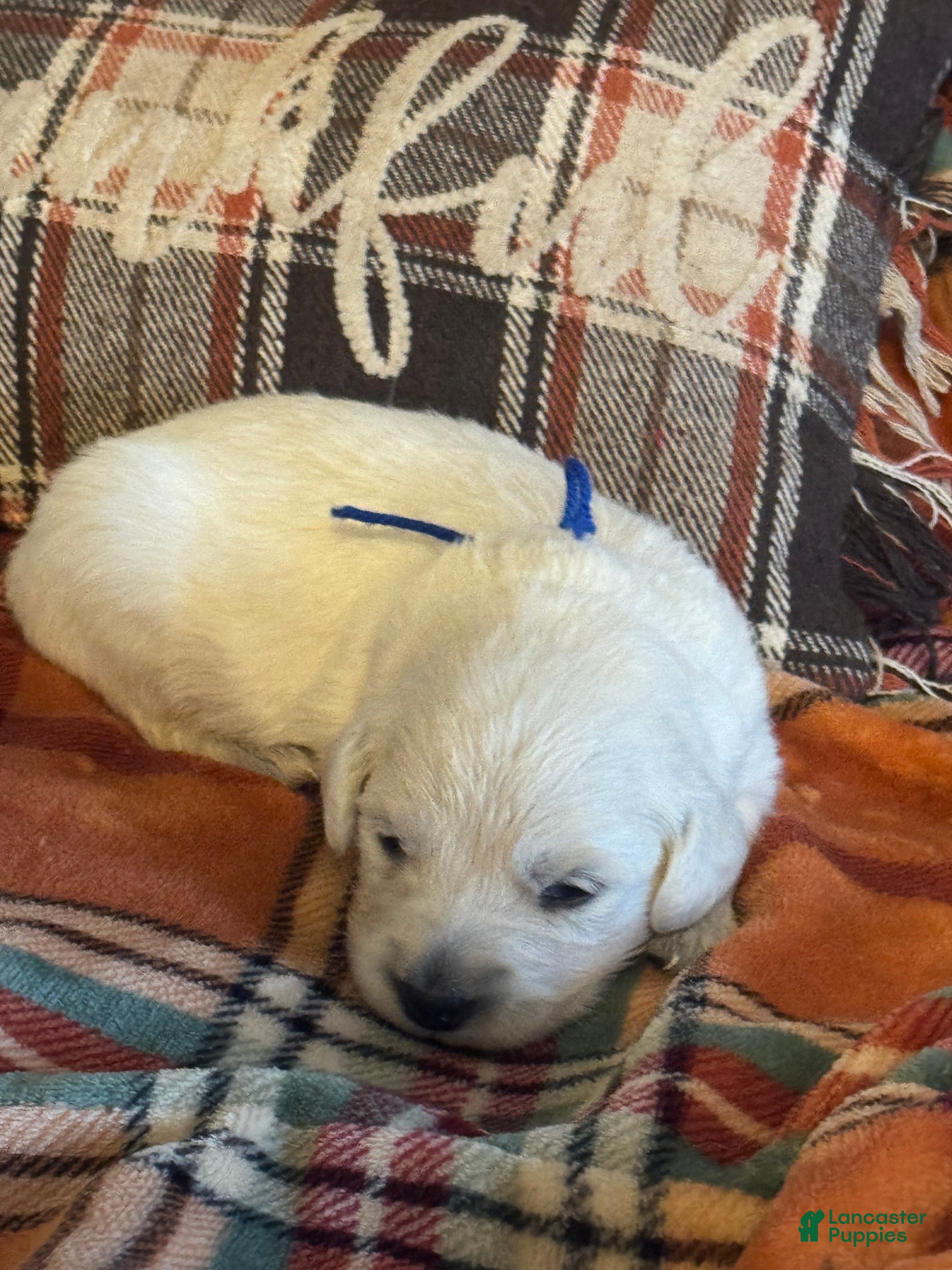 Golden Retriever dogs Blue male - Lindy  - Ad 19