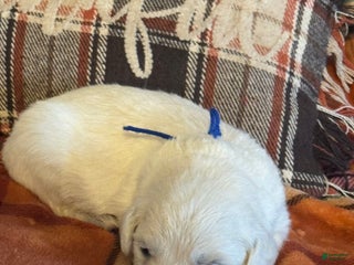 Golden Retriever dogs Blue male - Lindy - Ad 2