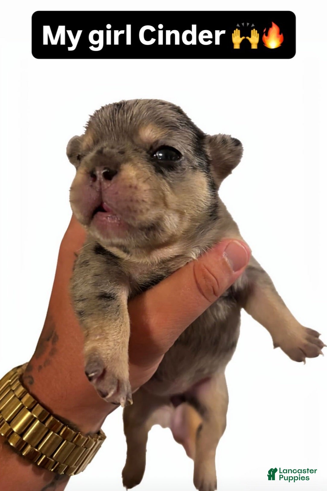 French Bulldog dogs French Bulldog 5 - Ad 6