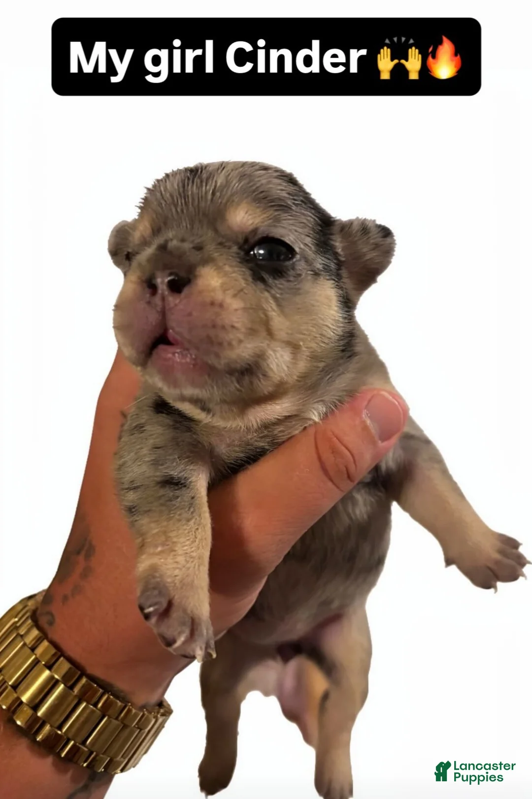 French Bulldog dogs for sale: French Bulldog 5 - Ad 1