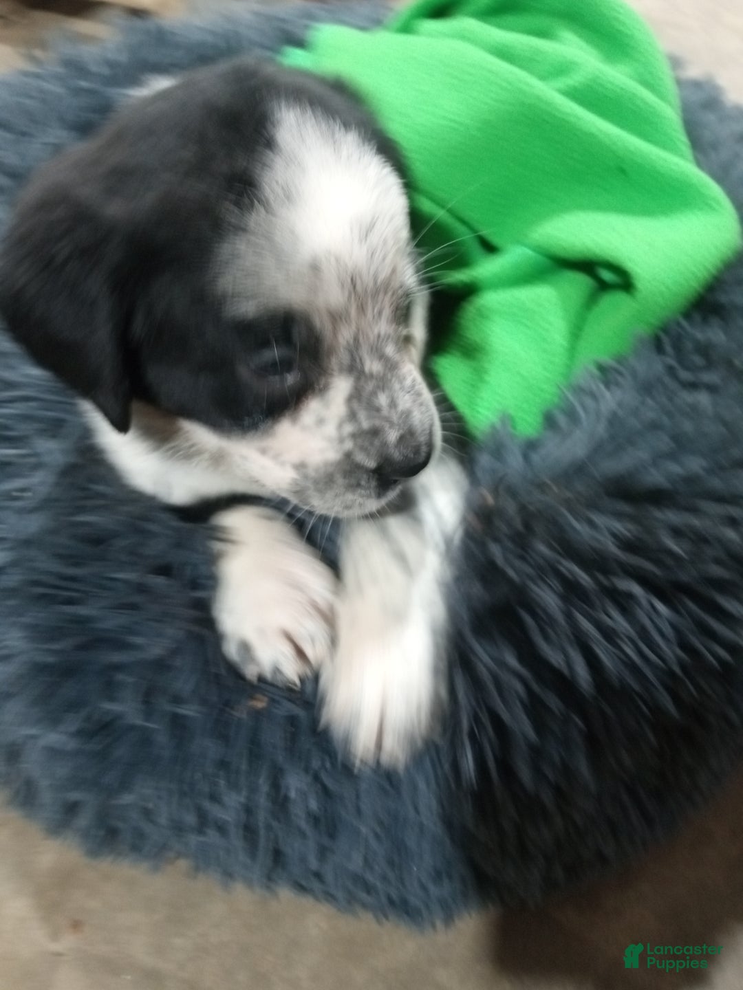 Mixed Breed dogs for sale: Nemo - Ad 4