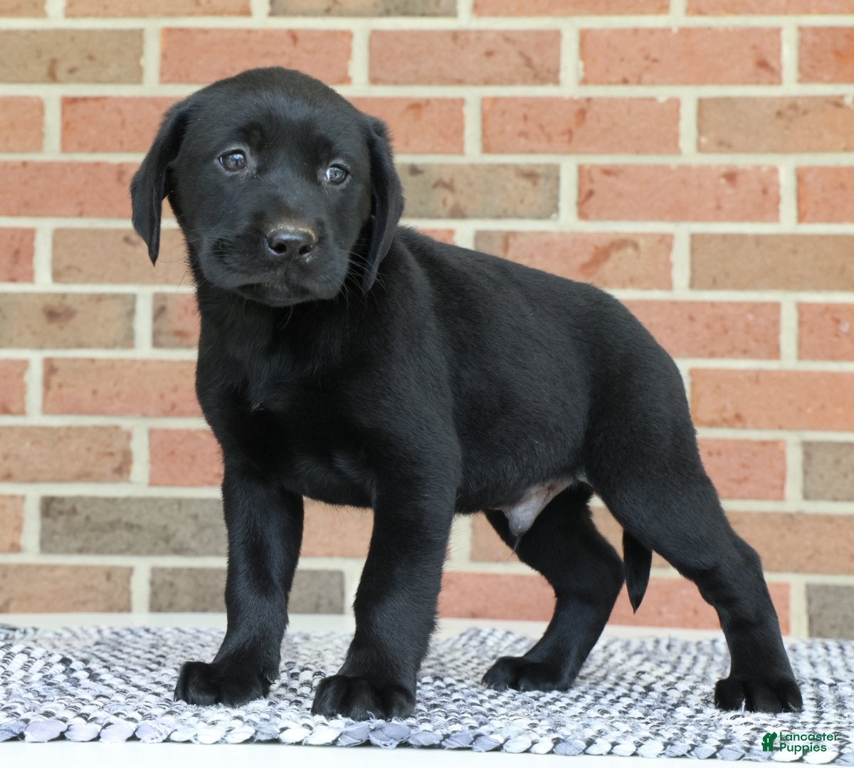 Labrador Retriever dogs Bingo - Ad 2