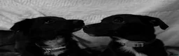 Mixed Breed dogs for sale: Saydee - Ad 6