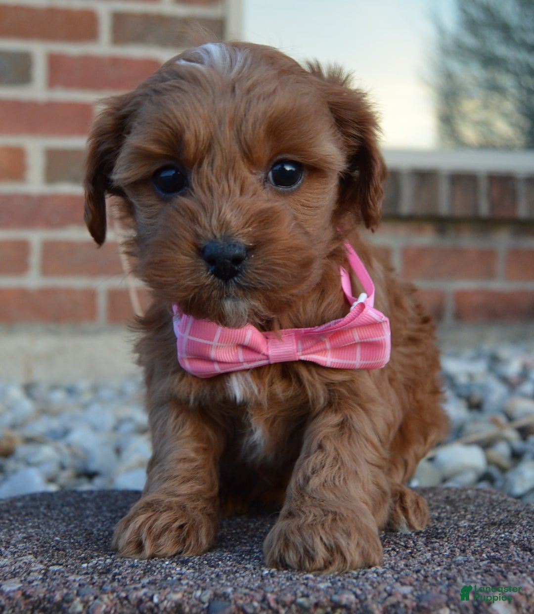 Cockapoo dogs for sale: Cookie - Ad 7