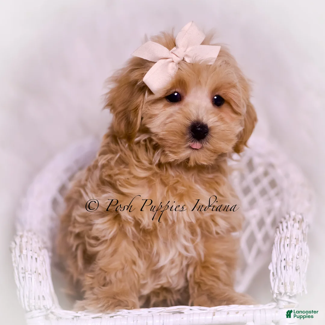Maltipoo dogs for sale: Philly - Ad 6