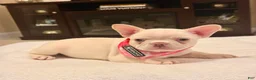 French Bulldog dogs for sale: 5 - Lilac Cream Female - Ad 2
