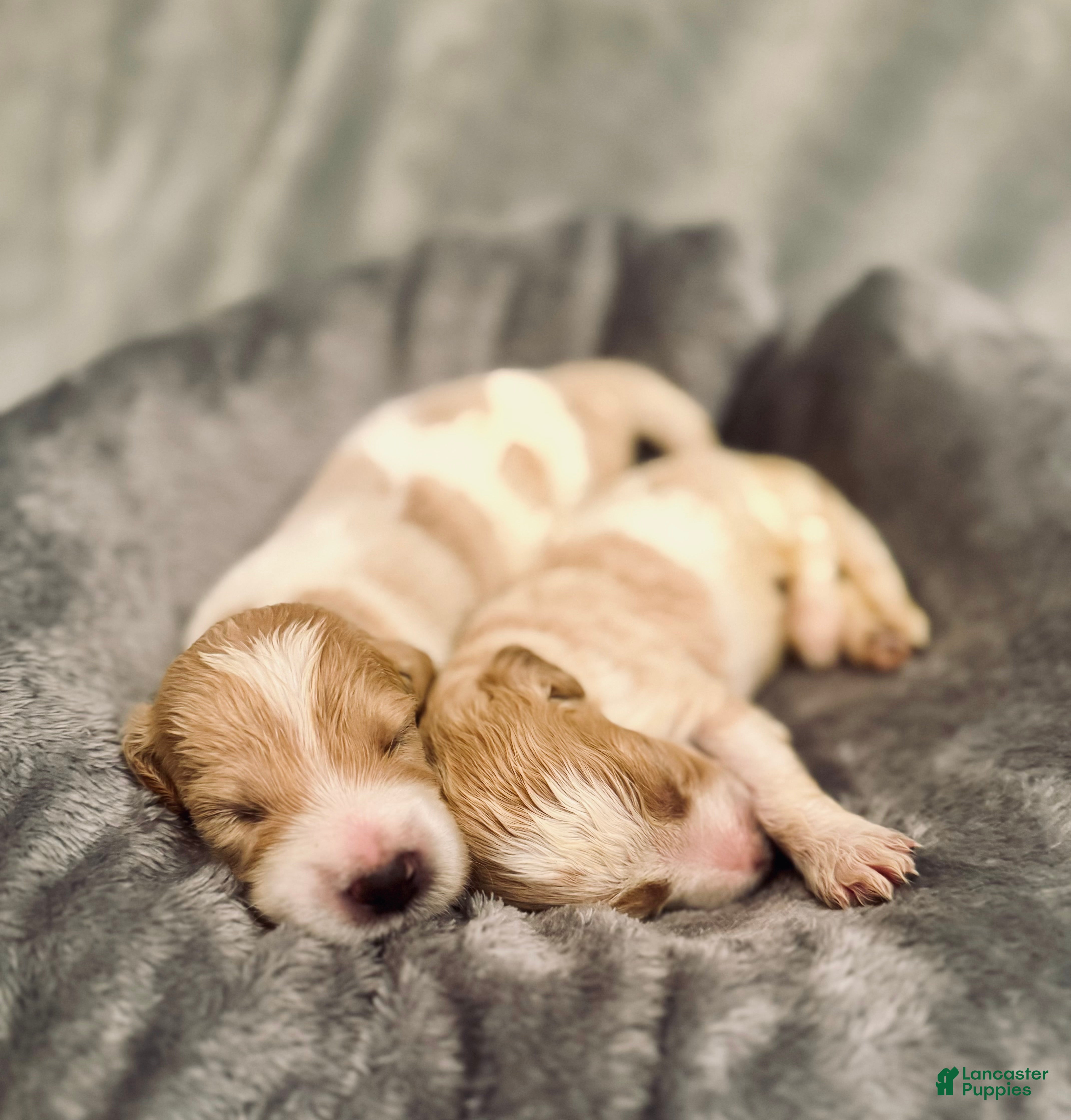 Goldendoodle dogs Goldendoodle Puppy 3 - Ad 18