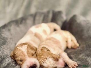 Goldendoodle dogs Goldendoodle Puppy 3 - Ad 41