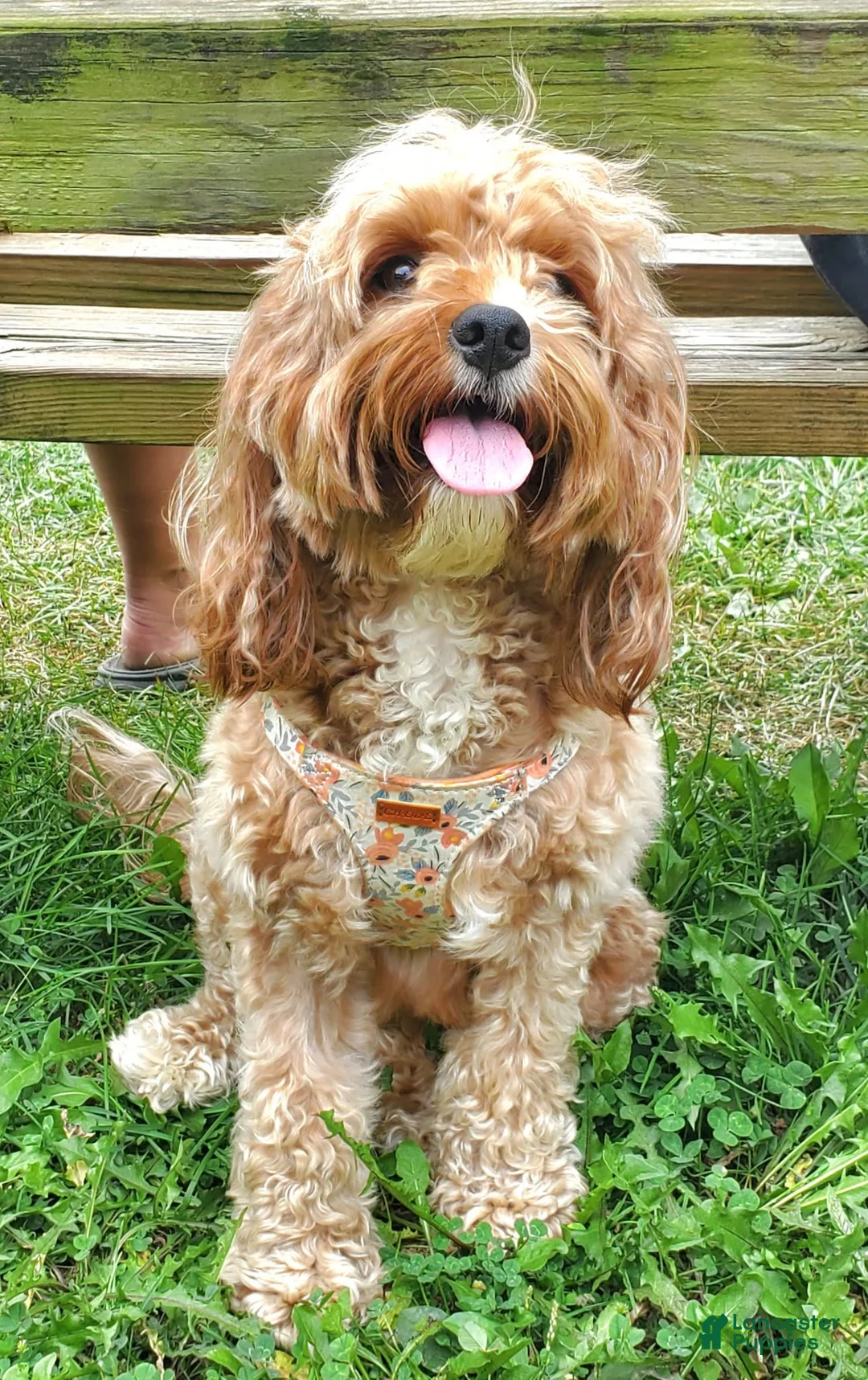 Gallery Image {{count}}