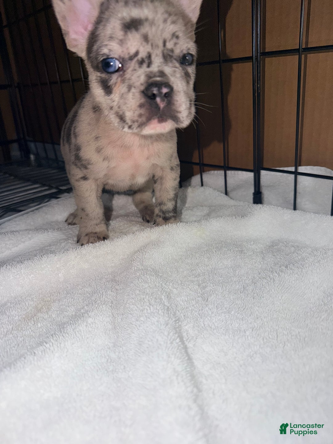 French Bulldog dogs for sale: Diesel - Ad 7