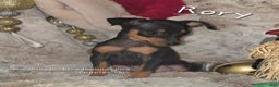 Miniature Pinscher dogs for sale: Rory black and rust  - Ad 1