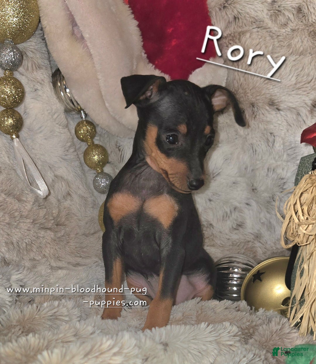 Miniature Pinscher dogs for sale: Rory black and rust  - Ad 1