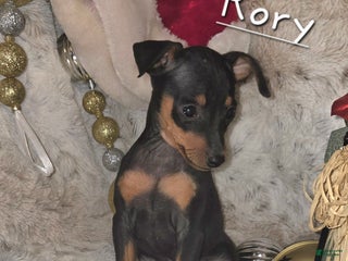 Miniature Pinscher dogs Rory black and rust - Ad 4