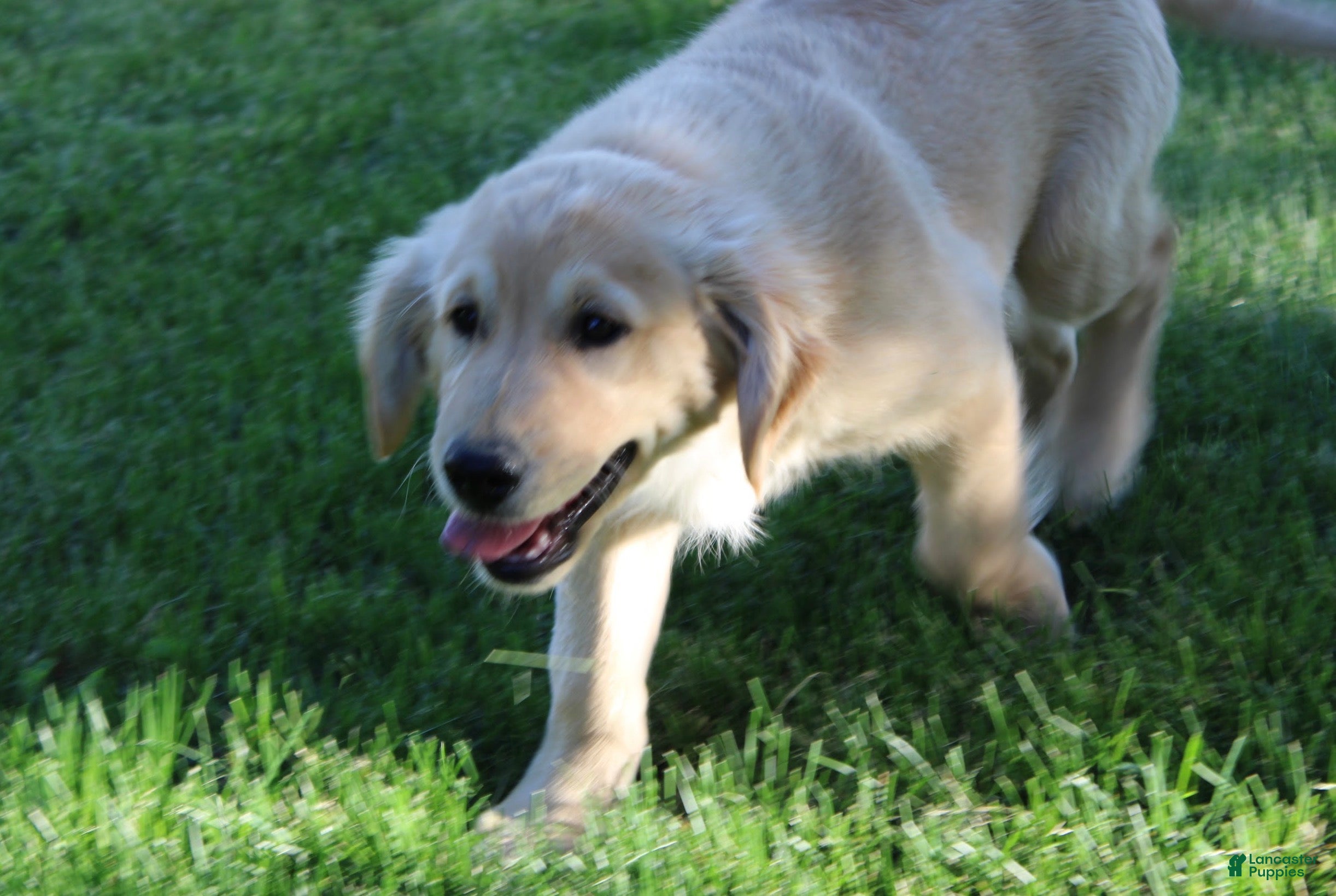Golden Retriever dogs TRAINED Ben the Golden Retriever Puppy  - Ad 1