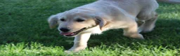 Golden Retriever dogs for sale: TRAINED Ben the Golden Retriever Puppy  - Ad 5