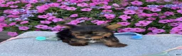 Yorkshire Terrier dogs for sale: Ira - Ad 11