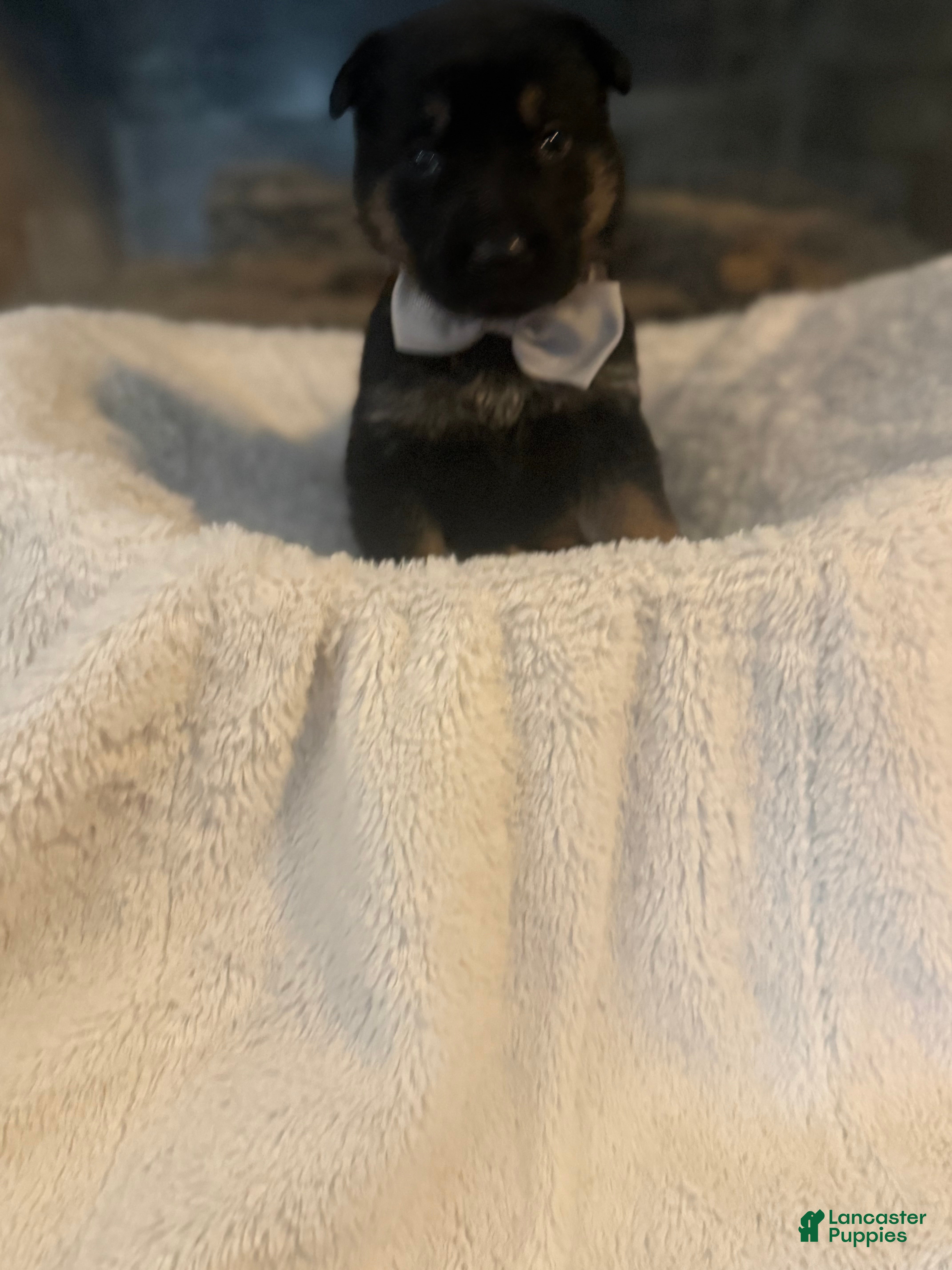 German Shepherd dogs Maserati - Ad 33