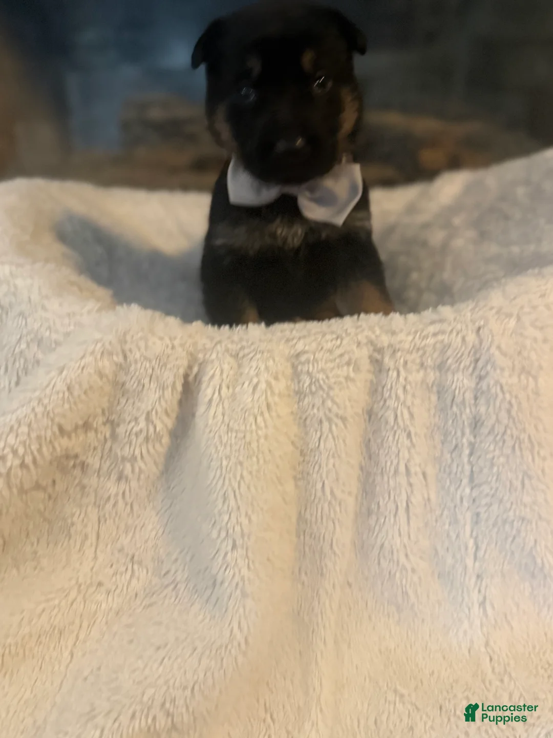 German Shepherd dogs for sale: Maserati - Ad 1