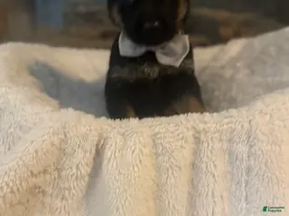 German Shepherd dogs Maserati - Ad 15