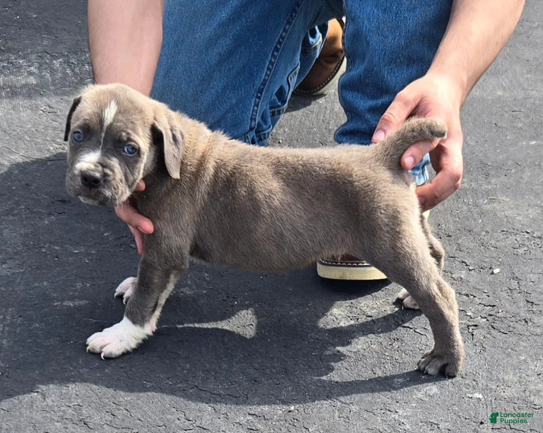 Mixed Breed dogs for sale: Hawks Bubba - Ad 2