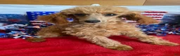 Toy Poodle dogs for sale: Scarlett - Ad 1