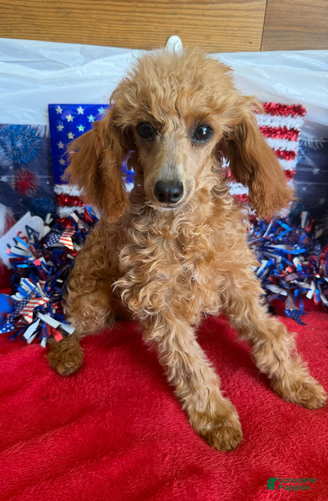 Toy Poodle dogs for sale: Scarlett - Ad 1
