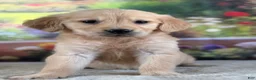Golden Retriever dogs for sale:  Pearl - Ad 1