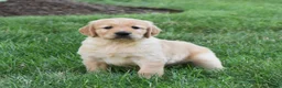Golden Retriever dogs for sale: Odie - Ad 1