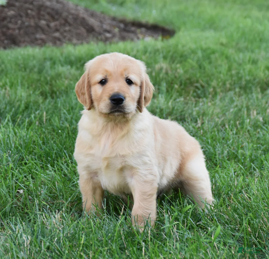 Golden Retriever dogs for sale: Odie - Ad 1