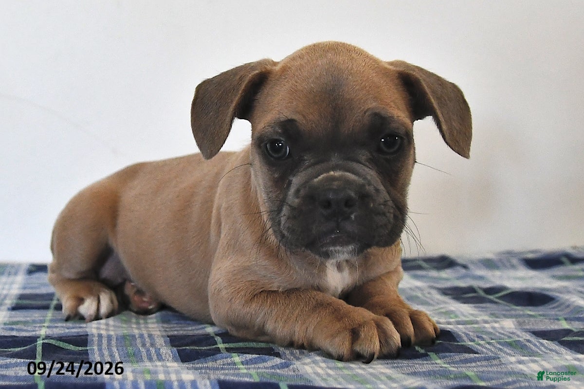 Mixed Breed dogs Leon - Ad 1