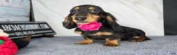 Miniature Dachshund dogs for sale: Ch imports - Ad 9