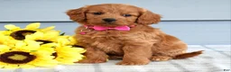 Cavapoo dogs for sale: Cora - Ad 3
