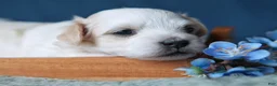 Coton De Tulear dogs for sale: Magnolia - Ad 5