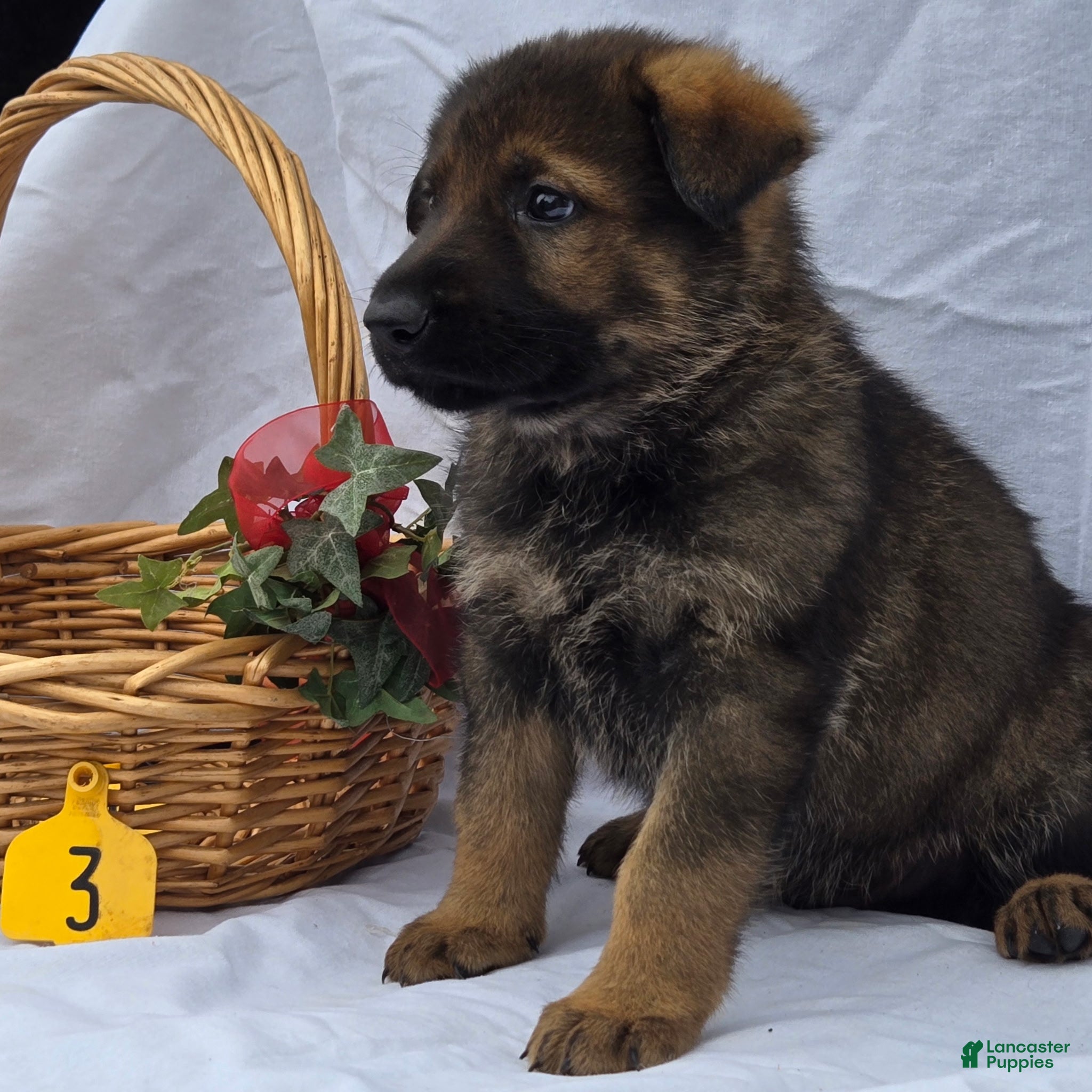 German Shepherd dogs Jim - Ad 38
