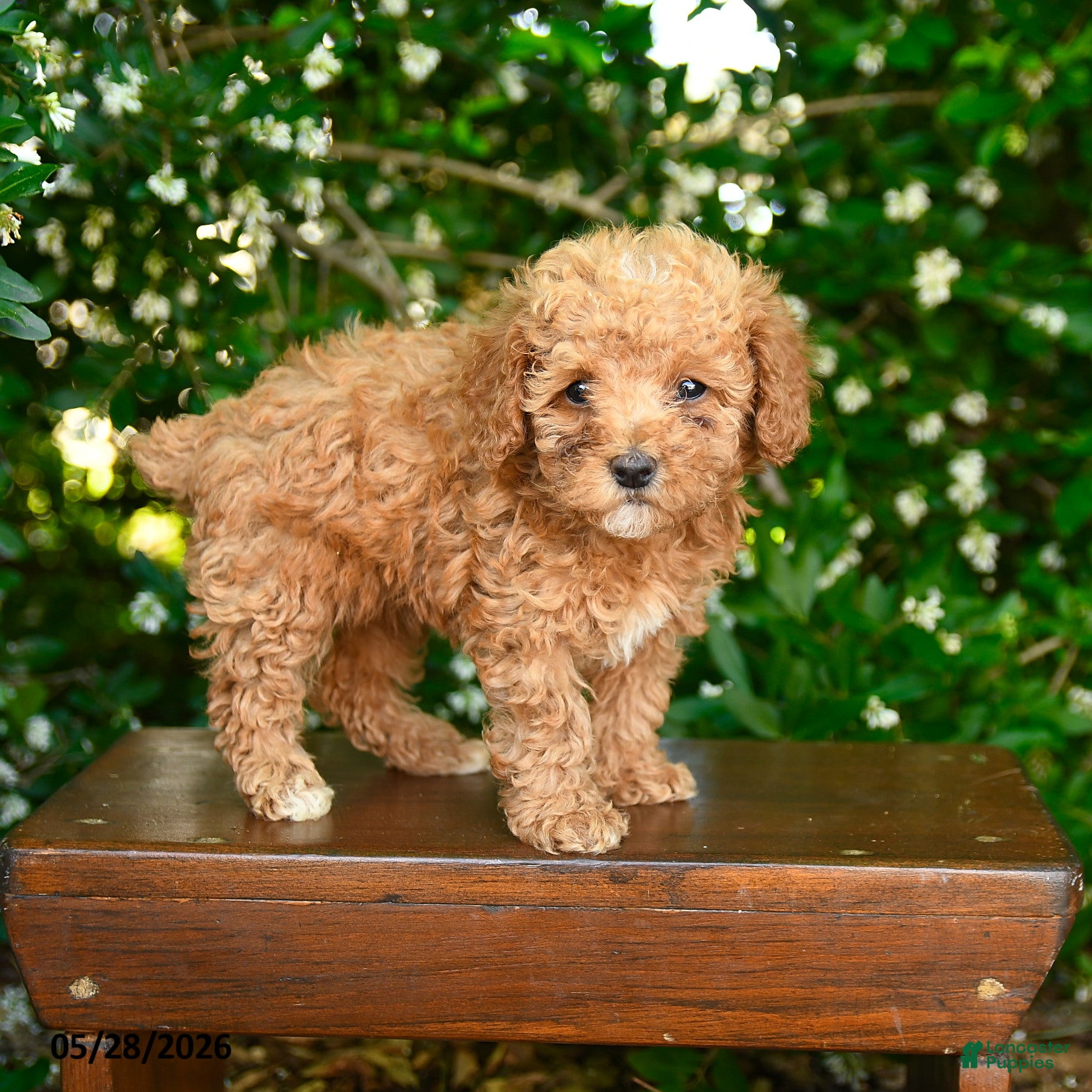 Toy Poodle dogs for sale: Selene - Ad 1
