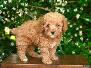 Toy Poodle dogs for sale: Selene - Ad 1
