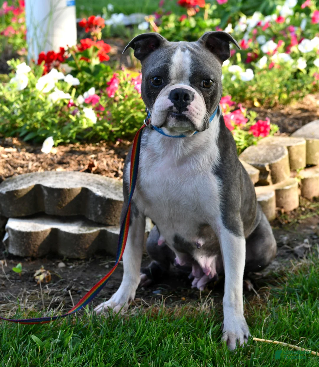 Boston Terrier dogs for sale: Beau - Ad 6