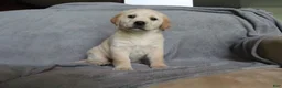 Goldador dogs for sale: Sugar  - Ad 3