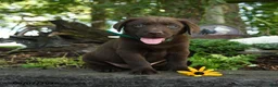 Labrador Retriever dogs for sale: Thomas - Ad 4