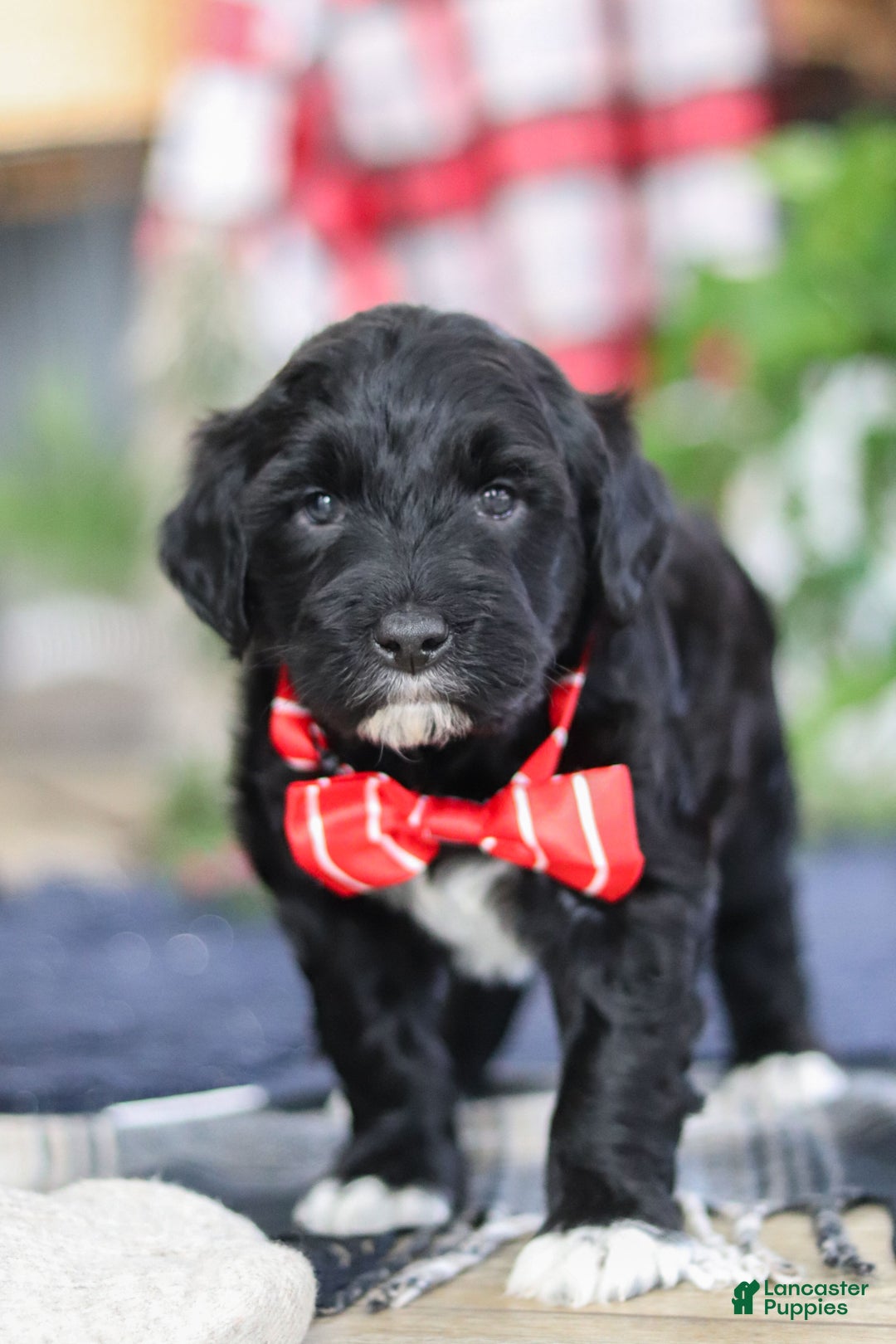 Portuguese Water Dog dogs for sale: Tristan - Ad 13