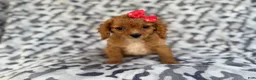 Cavapoo dogs for sale: Rissa - Ad 5