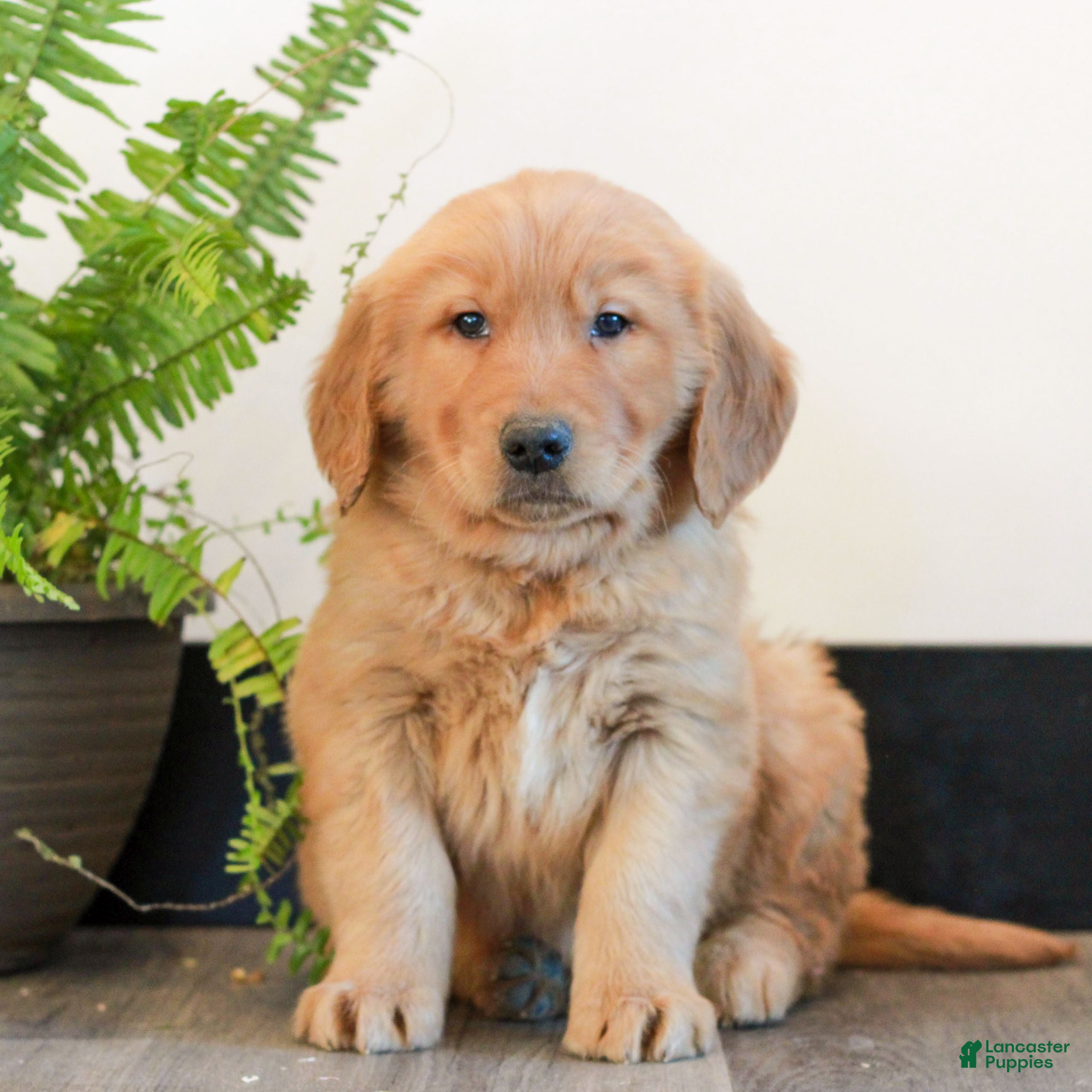 Golden Retriever dogs for sale: Toby  - Ad 2