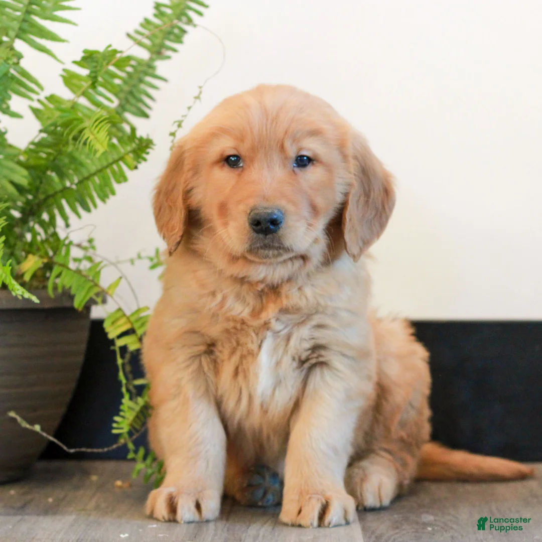 Golden Retriever dogs for sale: Toby  - Ad 1