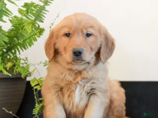 Golden Retriever dogs for sale: Toby - Ad 2