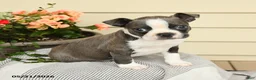 Boston Terrier dogs for sale: Boomer - Ad 2