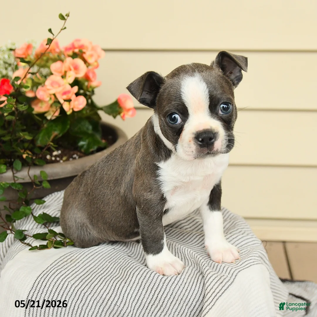 Boston Terrier dogs for sale: Boomer - Ad 2