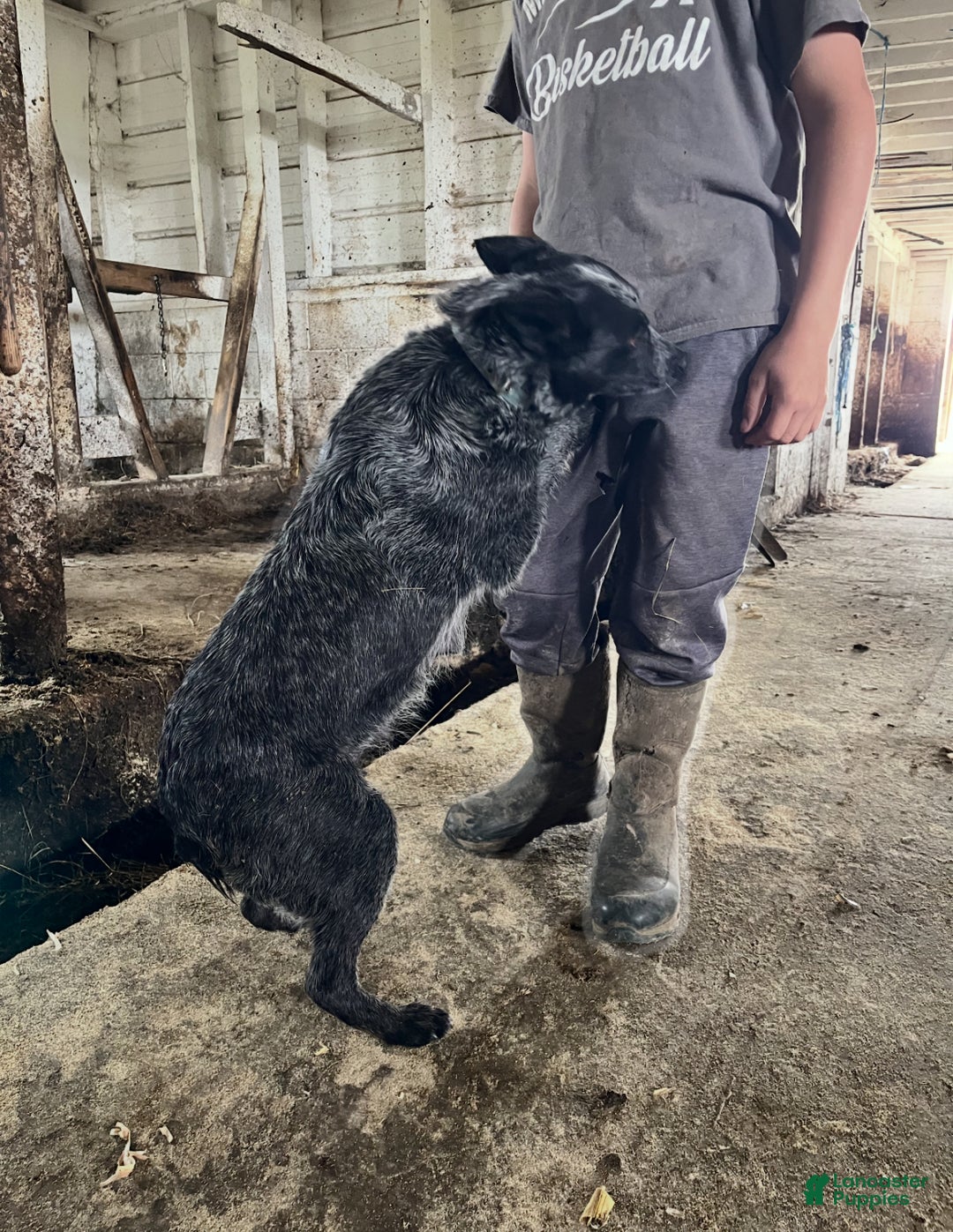 Australian Cattle Dog dogs for sale: Donny - Ad 4