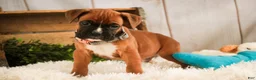 Boxer dogs for sale: Espresso - Ad 5
