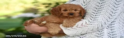 Cavapoo dogs for sale: Carson - Ad 5